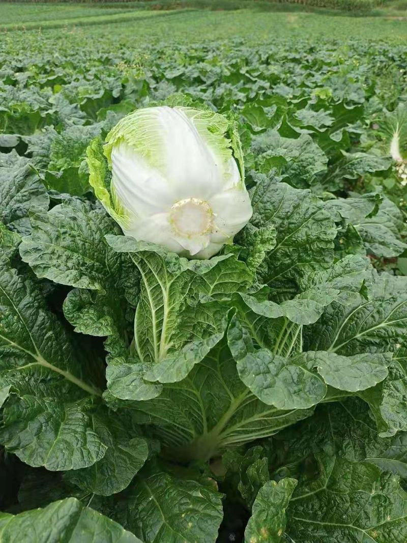 贵州威宁黄心白菜，千亩黄心大白菜，产地现货上市。