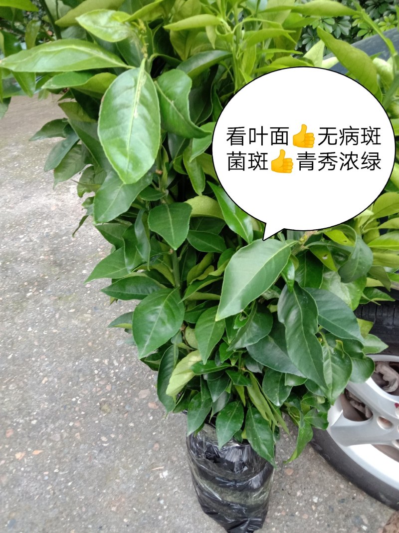 【1-3公分大苗】红美人柑橘苗，2-3年苗，爱媛28号