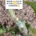 【1-3公分大苗】红美人柑橘苗，2-3年苗，爱媛28号