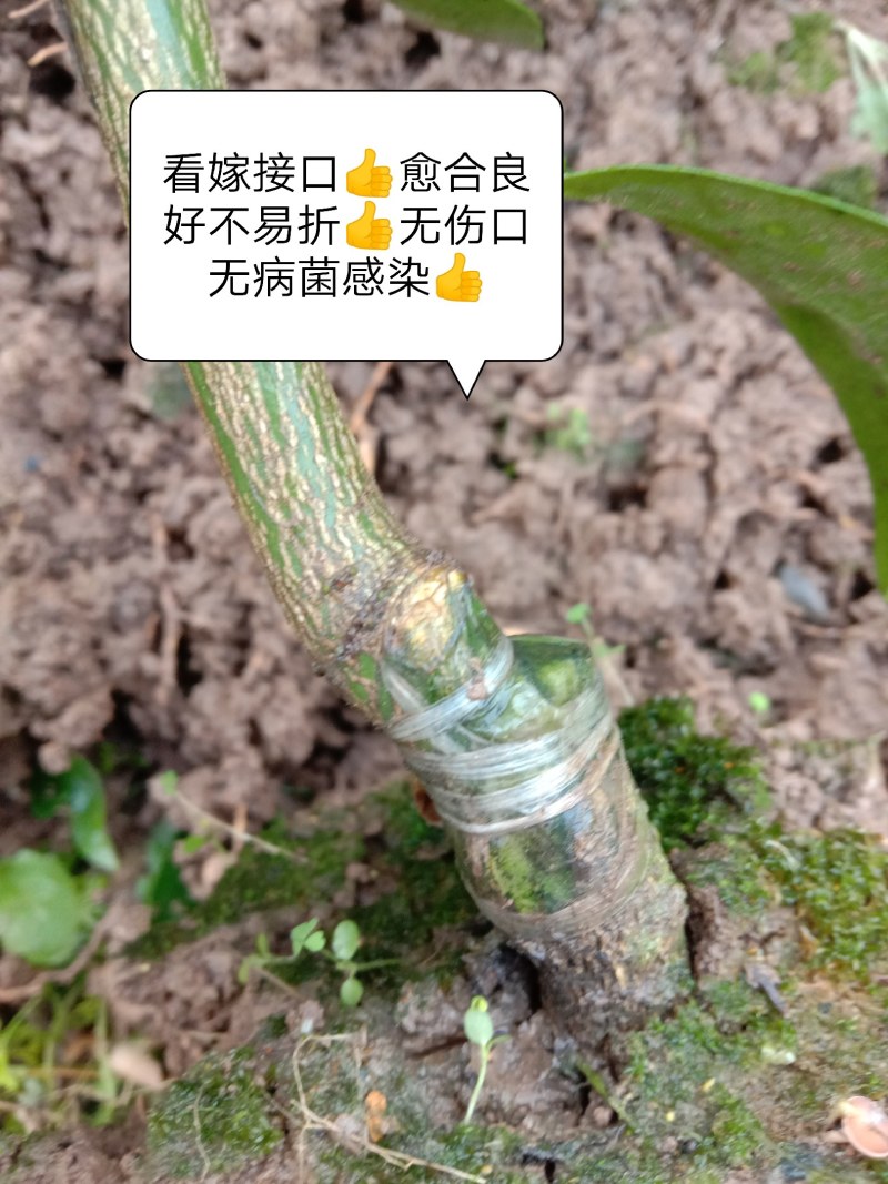【1-3公分大苗】红美人柑橘苗，2-3年苗，爱媛28号