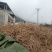 新鲜当归大量上市需要老板联系