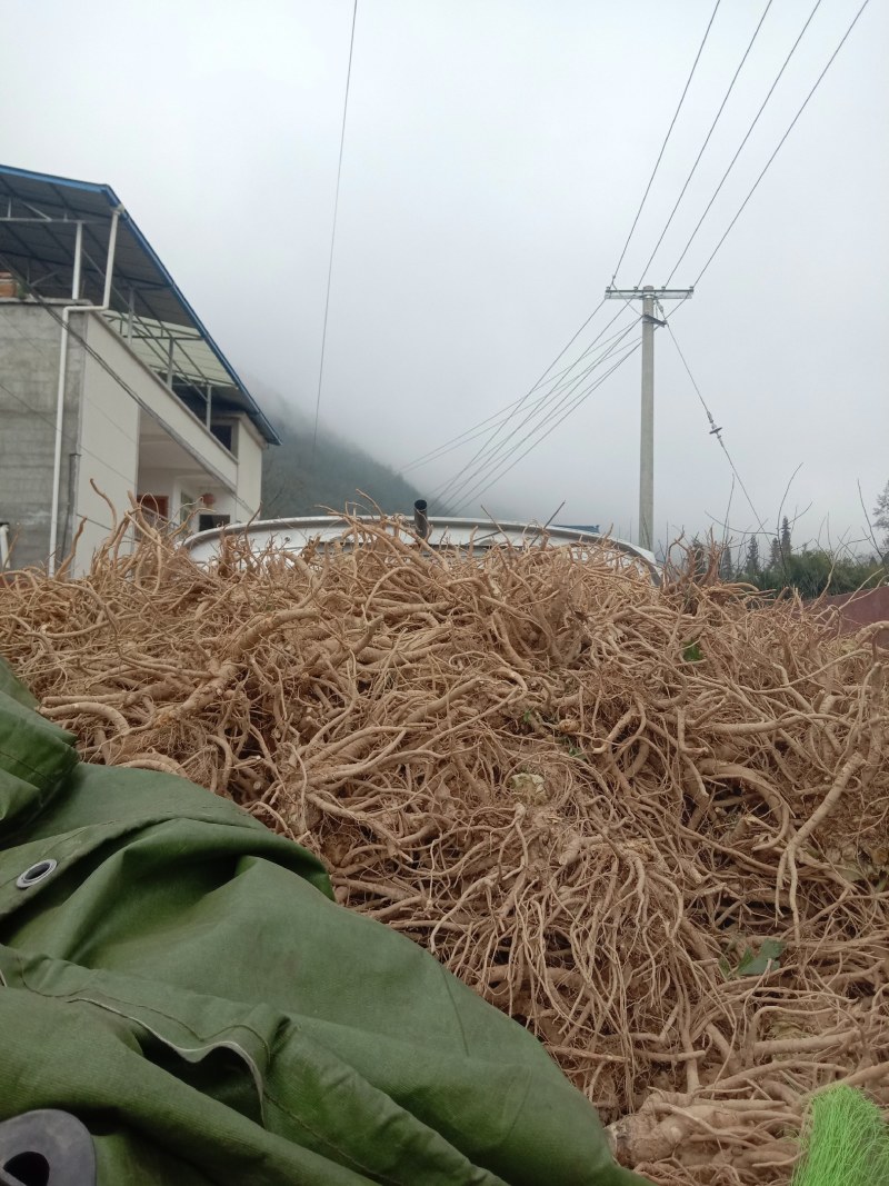 新鲜当归大量上市需要老板联系