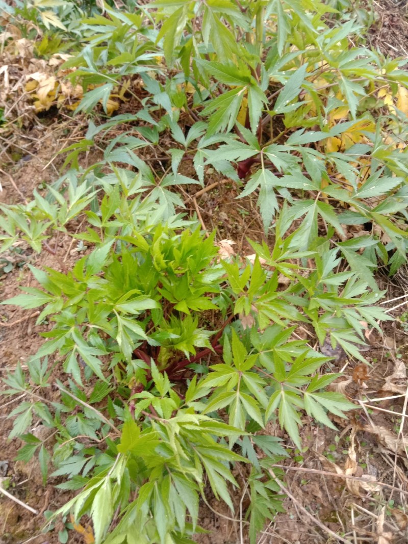 新鲜当归大量上市需要老板联系