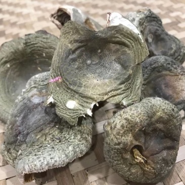 野生青头菌，青头菇