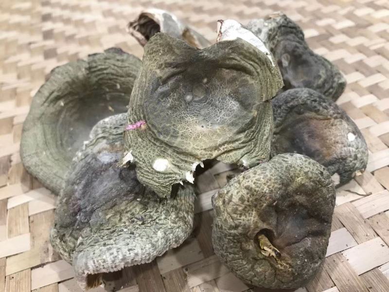 野生青头菌，青头菇