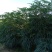 木薯批发