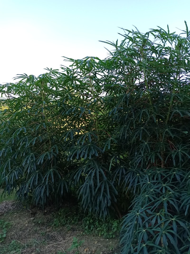 木薯批发
