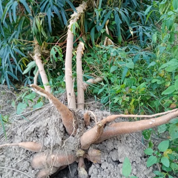 木薯批发