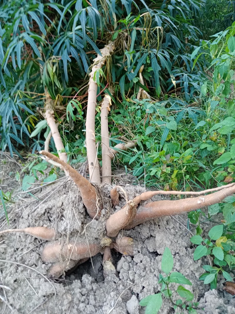 木薯批发