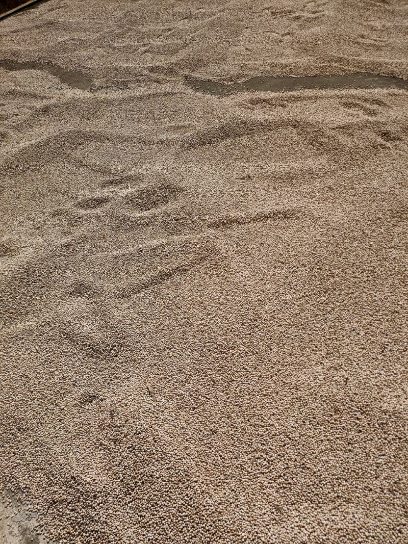 自家种植薏米，