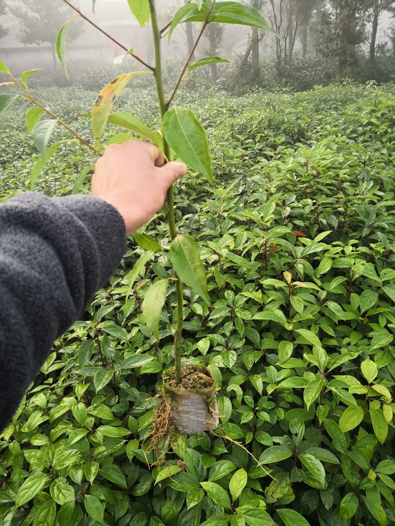 香樟杯苗，无纺布袋苗，耐运输成活率高！有需要的联系