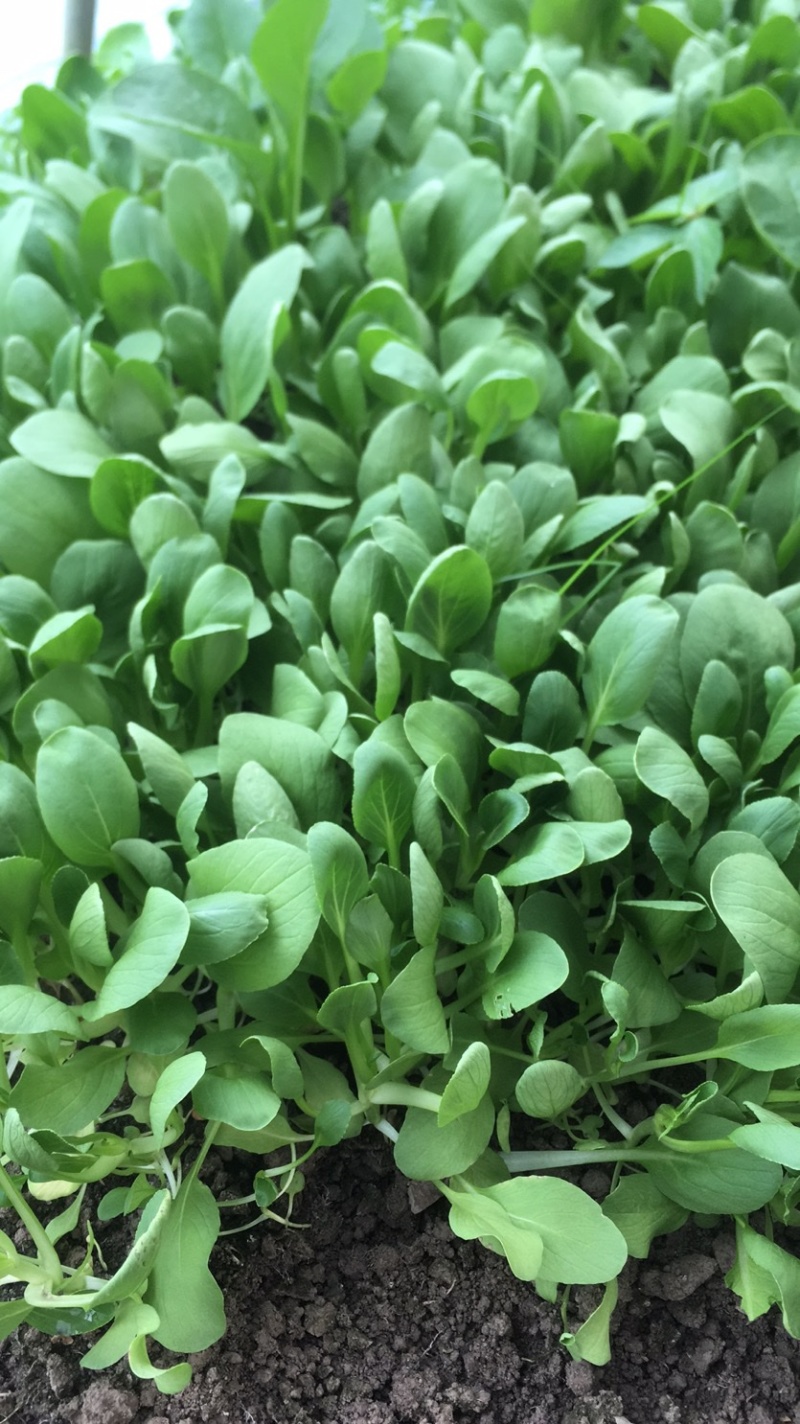 上海鸡毛菜，