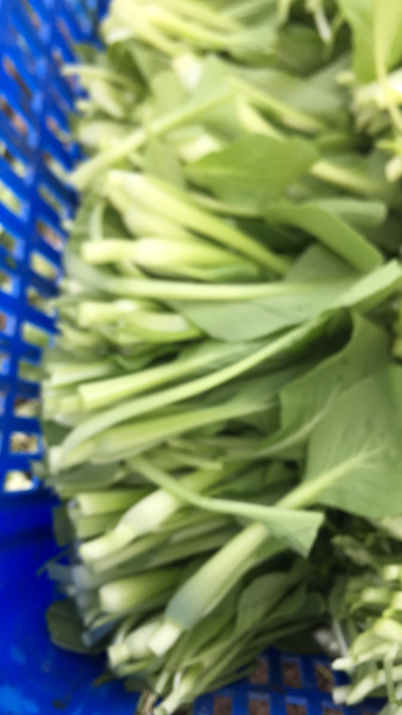 上海鸡毛菜，