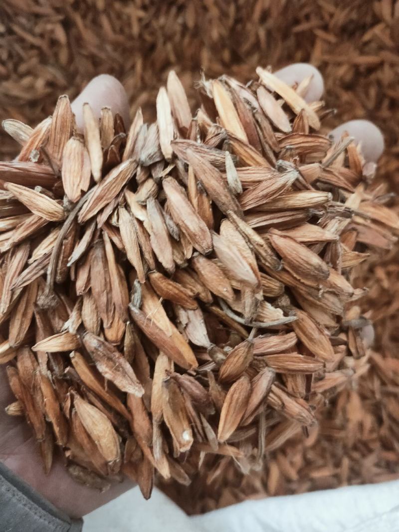 新货喜树果中药代抓药方货好量大不满意可以退换货