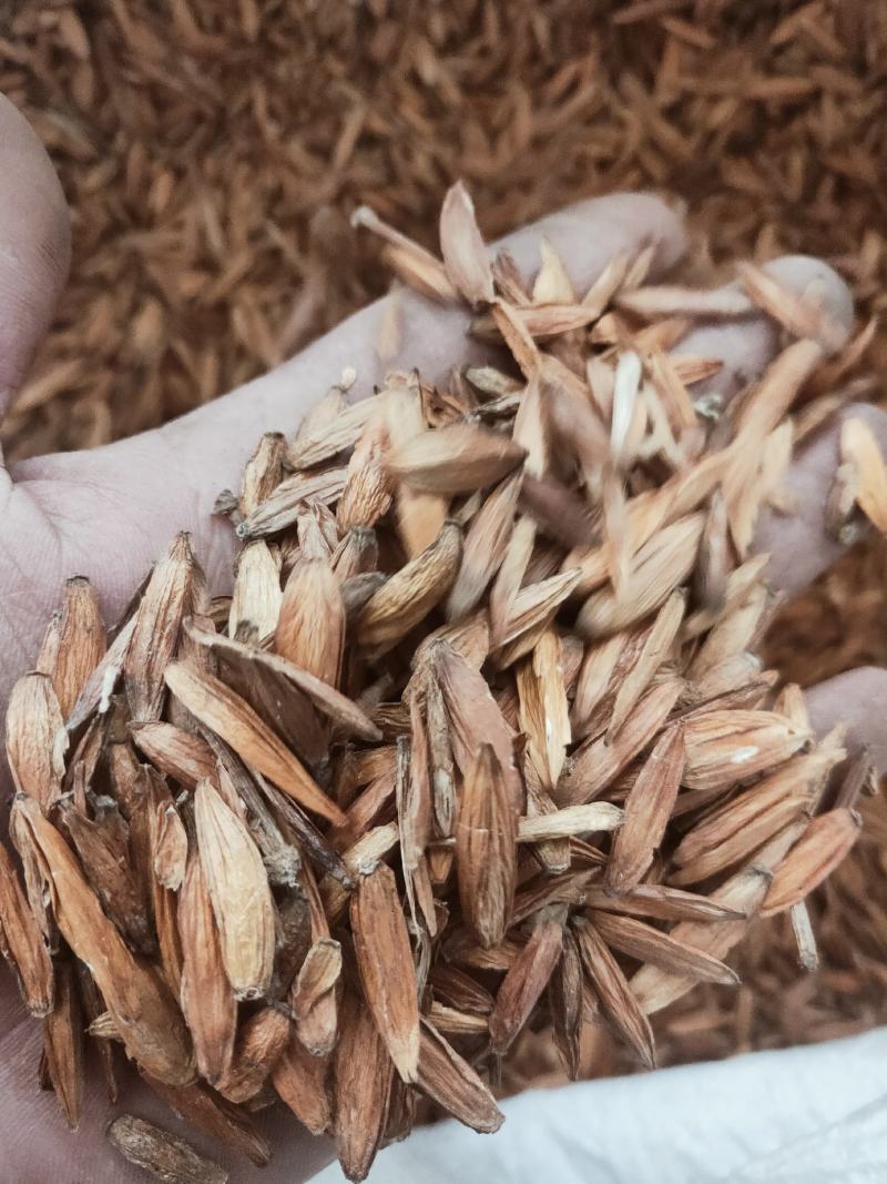 新货喜树果中药代抓药方货好量大不满意可以退换货