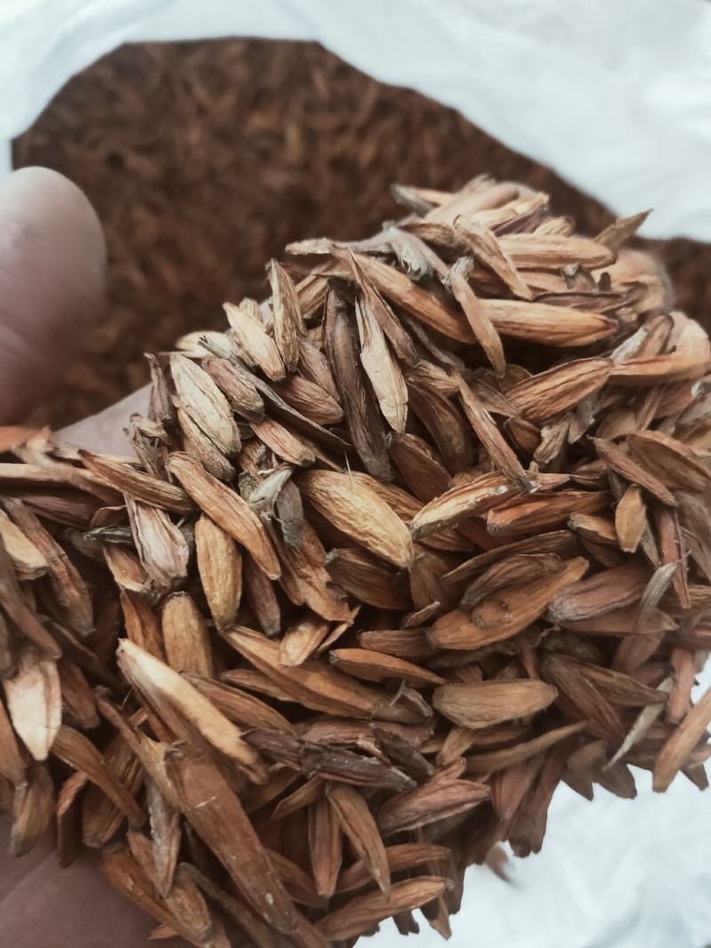 新货喜树果中药代抓药方货好量大不满意可以退换货