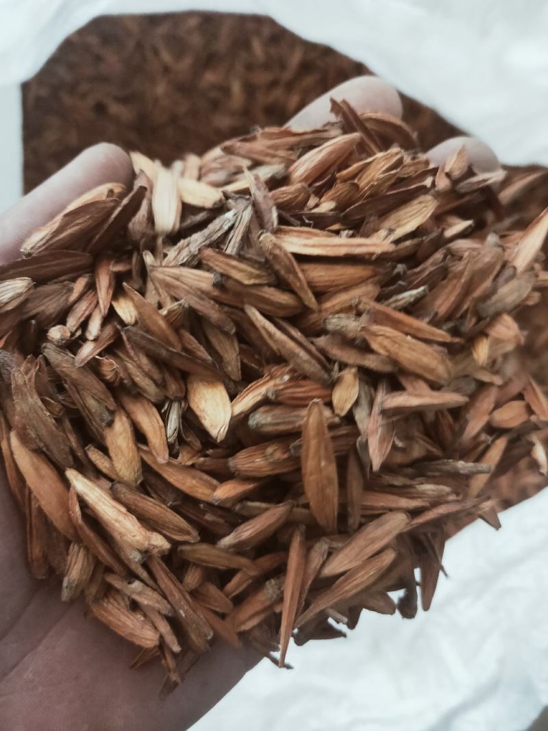 新货喜树果中药代抓药方货好量大不满意可以退换货