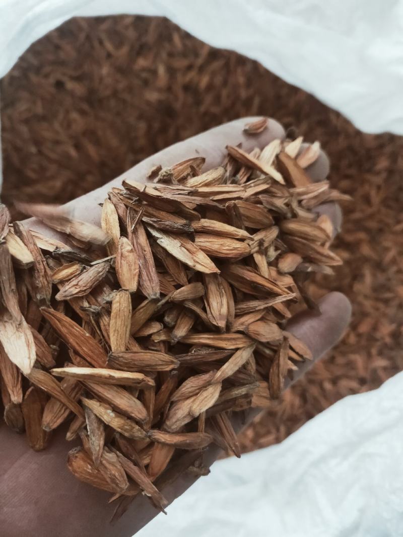 新货喜树果中药代抓药方货好量大不满意可以退换货