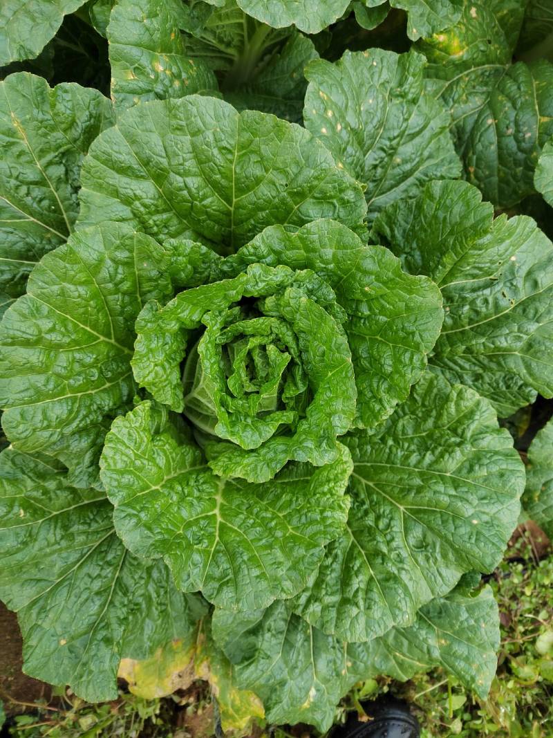 玲珑大白菜