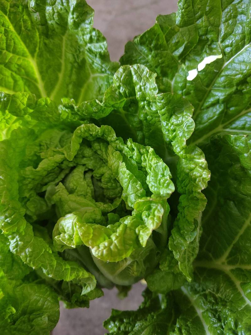 玲珑大白菜