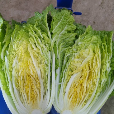 玲珑大白菜