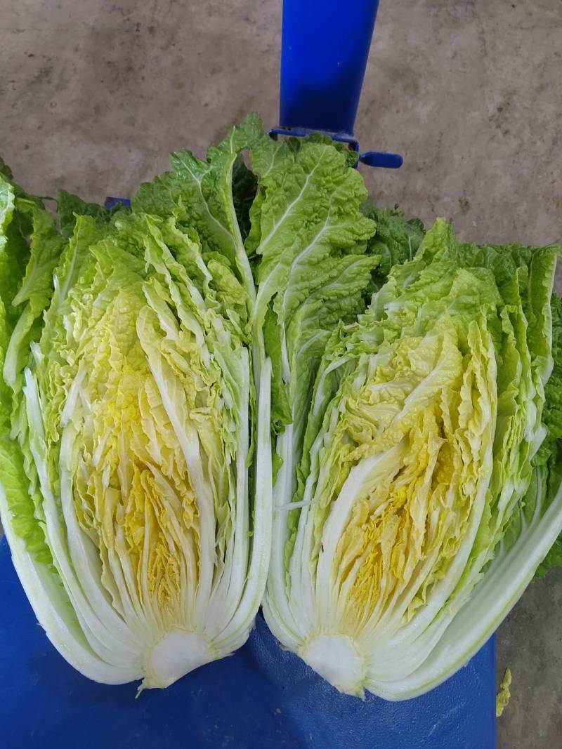 玲珑大白菜