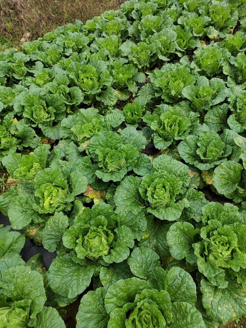 玲珑大白菜