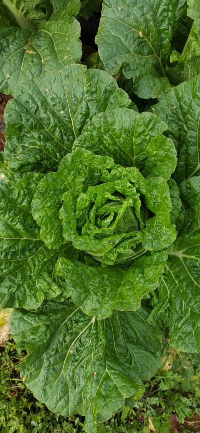 玲珑大白菜