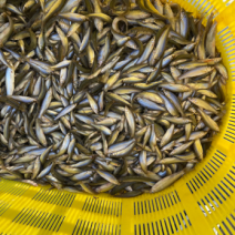 麦穗鱼