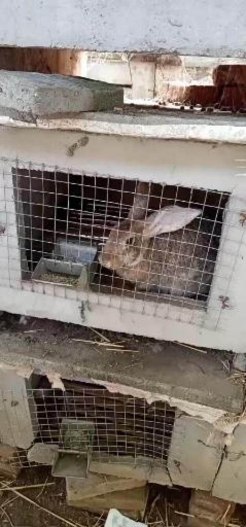 比利时肉兔种兔肉兔价格养殖技术比利时大型肉用兔