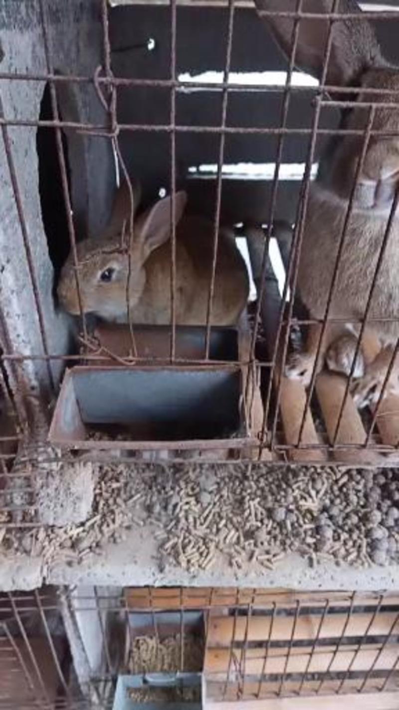 比利时肉兔种兔肉兔价格养殖技术比利时大型肉用兔