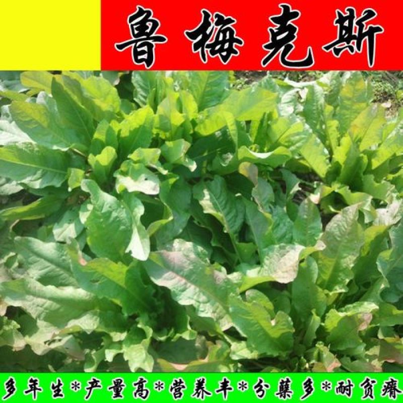 鲁梅克斯种子俄罗斯饲料菜多年生牧草种子养殖牧草