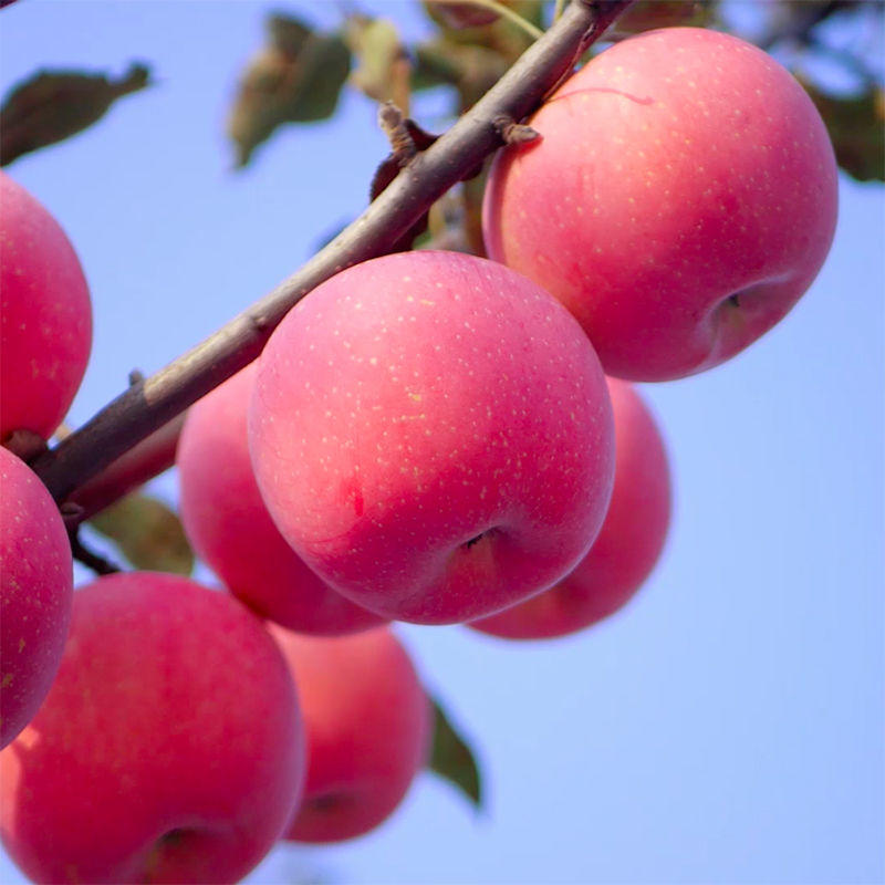苹果，寒富苹果，皮薄肉甜，果园现发量大从优全国发货