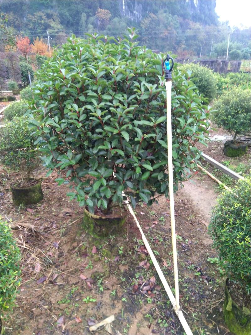 红叶石楠球，桂林精品红叶石楠球，红叶石楠绿篱，柱型绿篱