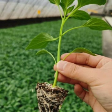 朝天椒辣椒苗高辣度个品种订苗子有种有苗全国发货