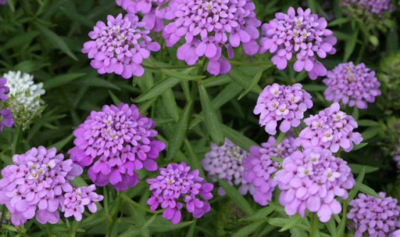 蜂室花种子矮生花卉庭院种植屈曲花景观花海绿化花卉种子