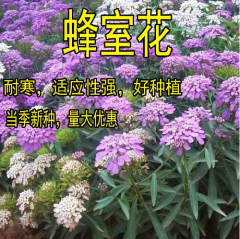 蜂室花种子矮生花卉庭院种植屈曲花景观花海绿化花卉种子