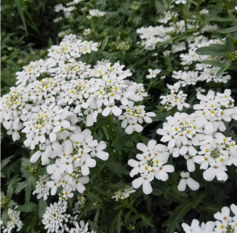 蜂室花种子矮生花卉庭院种植屈曲花景观花海绿化花卉种子