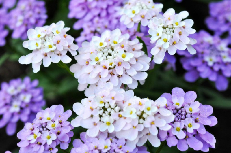 蜂室花种子矮生花卉庭院种植屈曲花景观花海绿化花卉种子