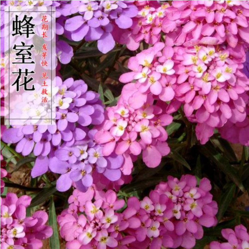 蜂室花种子矮生花卉庭院种植屈曲花景观花海绿化花卉种子
