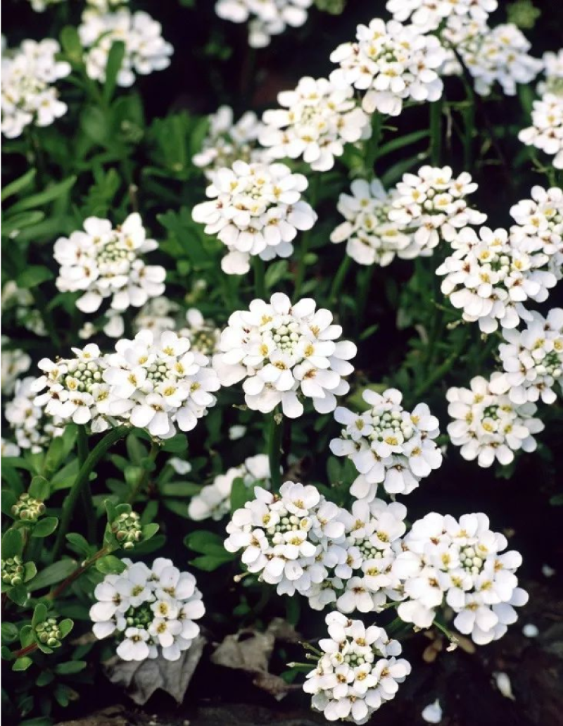 蜂室花种子矮生花卉庭院种植屈曲花景观花海绿化花卉种子