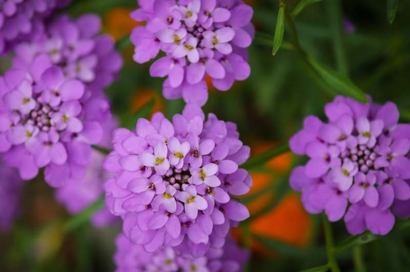 蜂室花种子矮生花卉庭院种植屈曲花景观花海绿化花卉种子