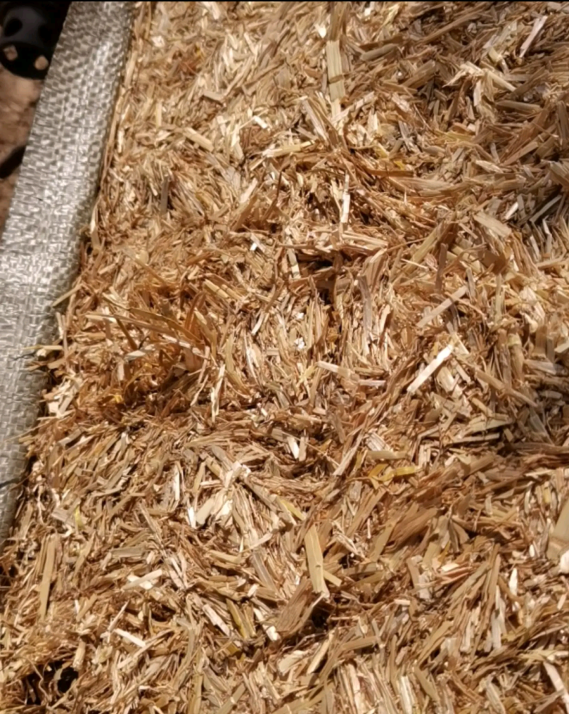 2021新小麦秸秆/新麦草/无土无霉/牛羊草料/牛羊干草