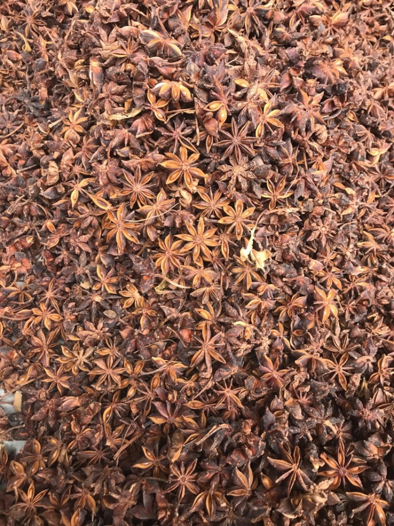广西漂亮大红八角硫磺八角干枝八角产地直销大货供应