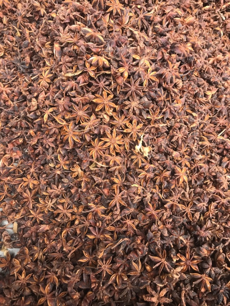广西漂亮大红八角硫磺八角干枝八角产地直销大货供应
