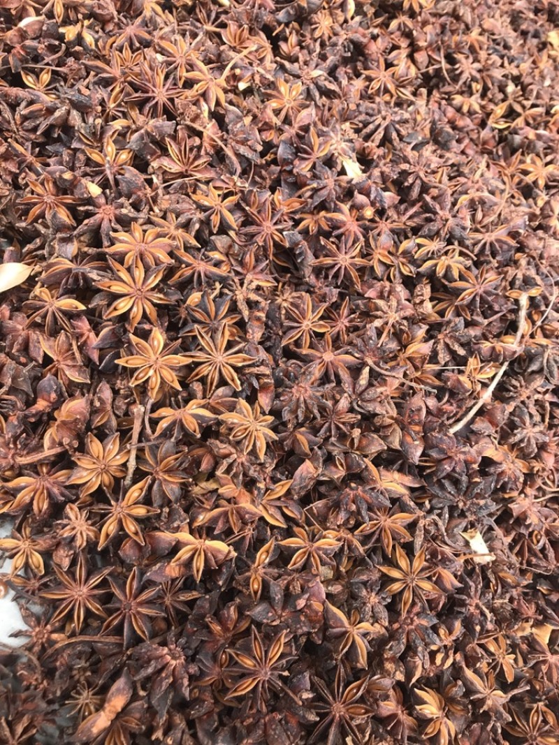 广西漂亮大红八角硫磺八角干枝八角产地直销大货供应