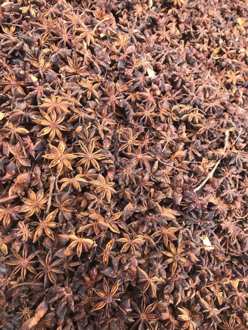 广西漂亮大红八角硫磺八角干枝八角产地直销大货供应