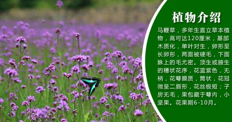 马鞭草种子四季易种庭院阳台种子景观花海