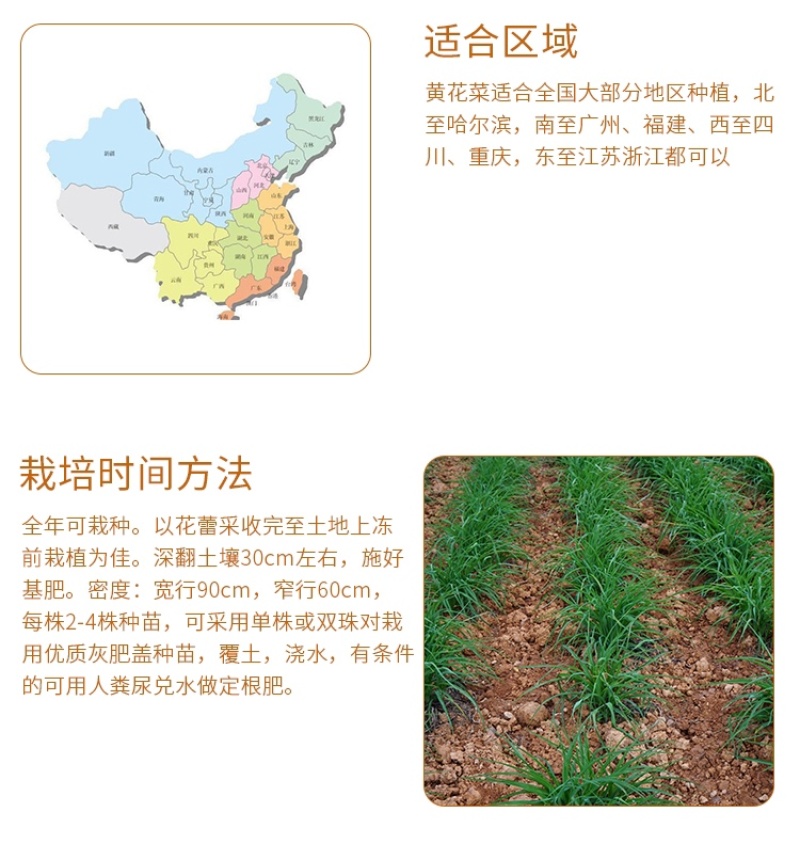 黄花菜种苗祁东黄花菜苗金针菜苗四季种植根大粗漓易成活