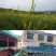 黄花菜种苗祁东黄花菜苗金针菜苗四季种植根大粗漓易成活